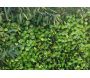 Treillis en bois de saule et feuilles de rosier artificielles - 46,90