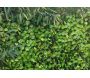Treillis en bois de saule feuilles de rosier (Lot de 6) - JET7GARDEN