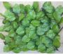 Treillis en bois de saule feuilles de rosier (Lot de 6) - 279
