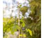 Tuteur en bambou pour plantes 50 cm (Lot de 20) - GARDEN TOOLS