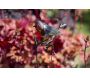 Tuteur pour jardinière rouge gorge - 24,90