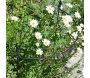 Tuteur à plantes demi-cercle en acier fleur de lys - ESSCHERTS GARDEN