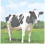 Vache
