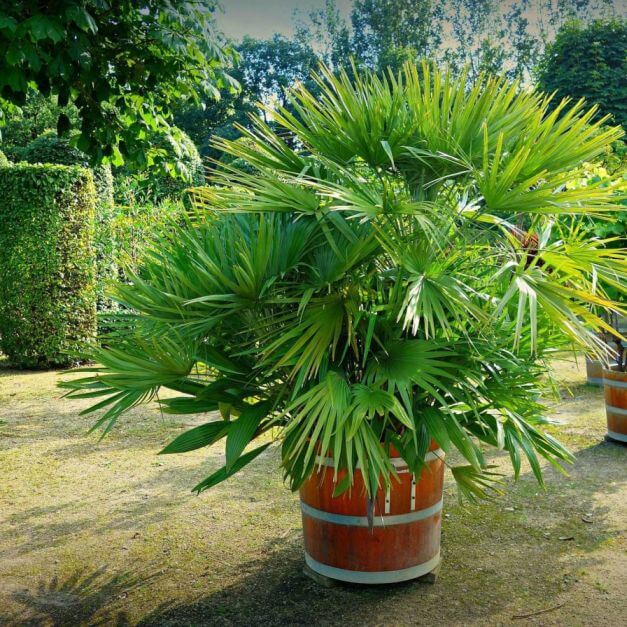 Terreau pour palmier lequel choisir ? Jardindeco