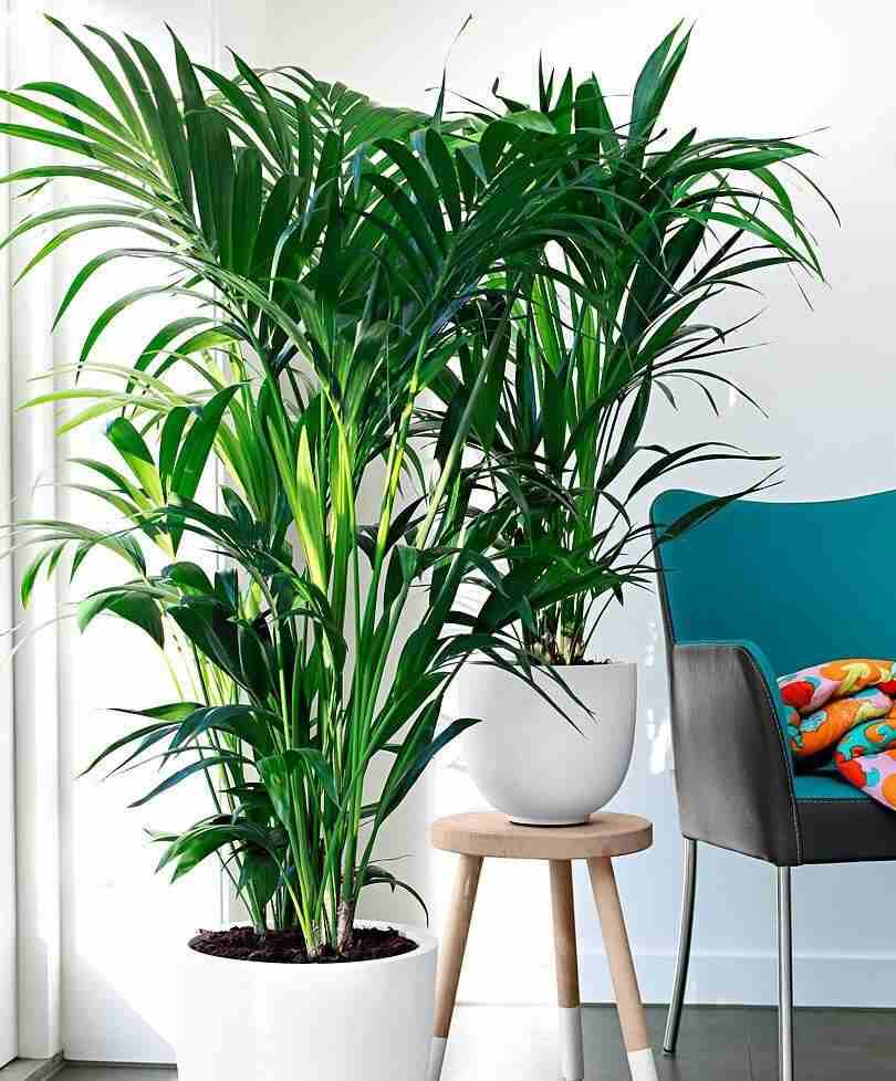 Terreau pour palmier lequel choisir ? Jardindeco