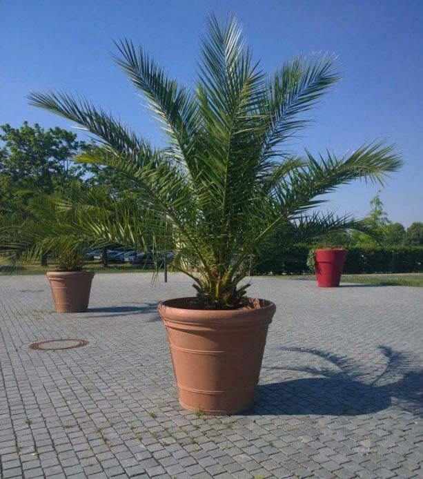 terreau-pour-palmier-en-pot
