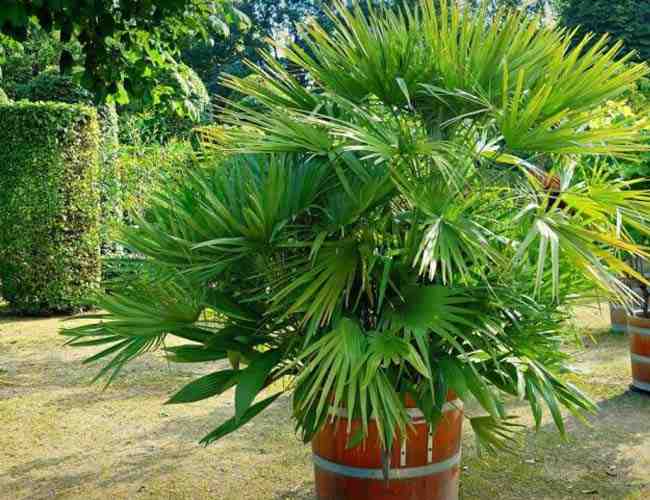 terreau-pour-palmier-en-pot