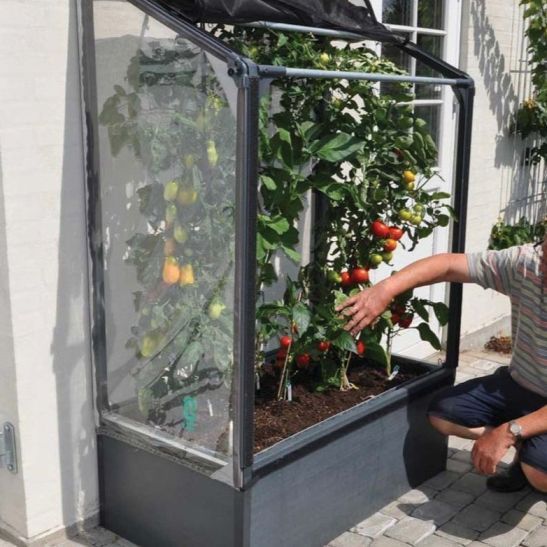 serres-de-jardin-pour-tomates-murale