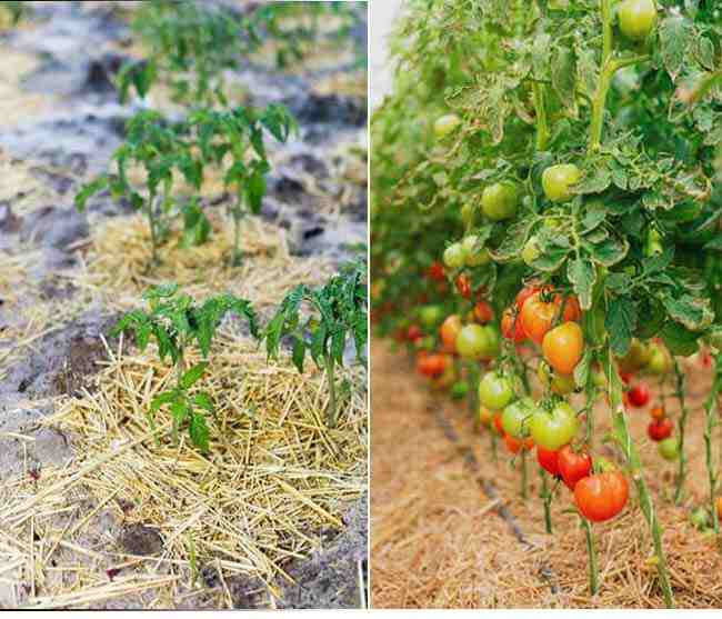 Potager: comment avoir de belles tomates?