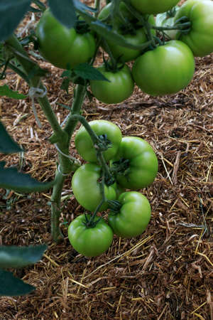 paillage-tomates-bio