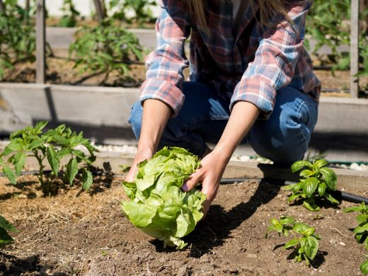 Faire un potager : les 4 étapes à suivre - Jardindeco