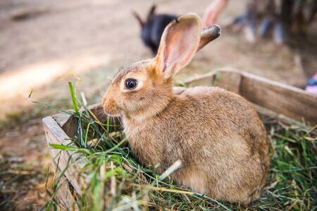 litiere-chanvre-lapin-achat