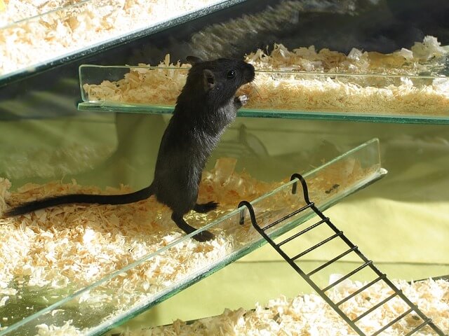500g copeaux de bois sciure animaux hamsters cobayes literie élevage 