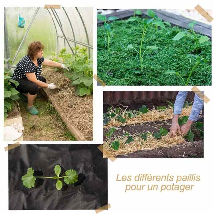 Comment utiliser la paille au potager ? - Gamm vert