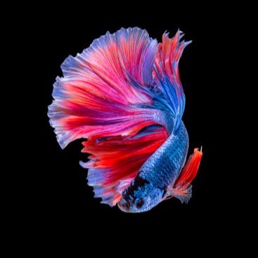 aquarium-combattant-colore