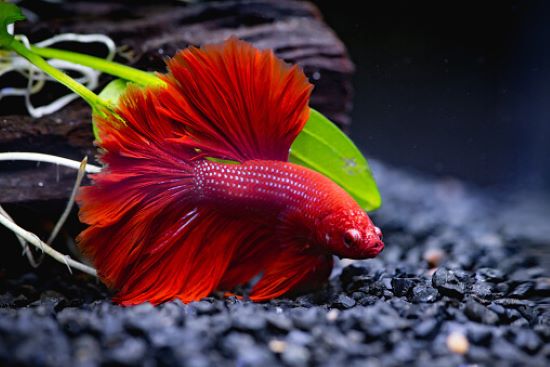 Aquarium Combattant : les meilleurs modèles et tous nos conseils