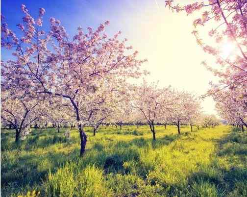 engrais-arbres-fruitiers-pas-chers