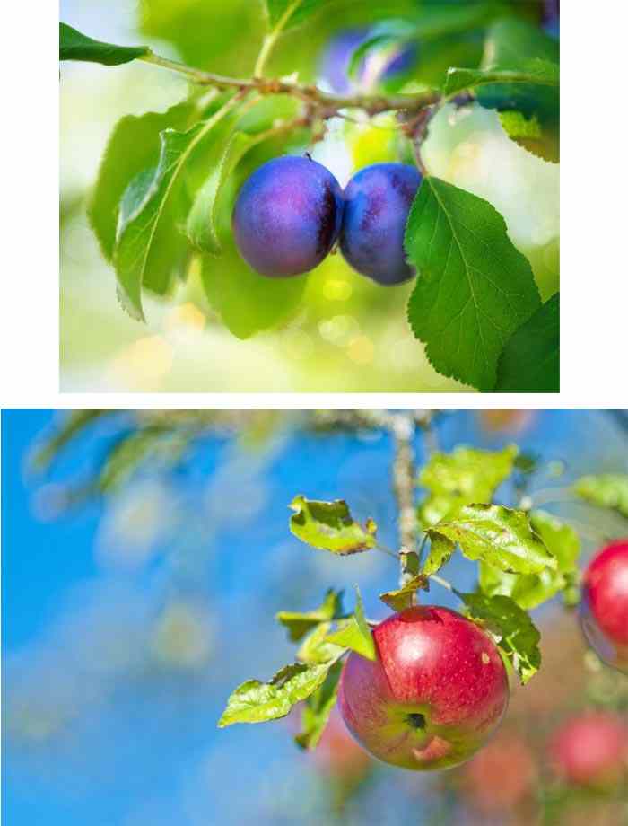 engrais-arbres-fruitiers-vente