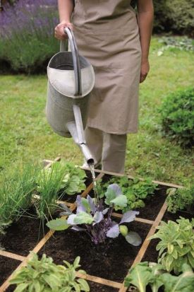 arrosage-potager-tomates