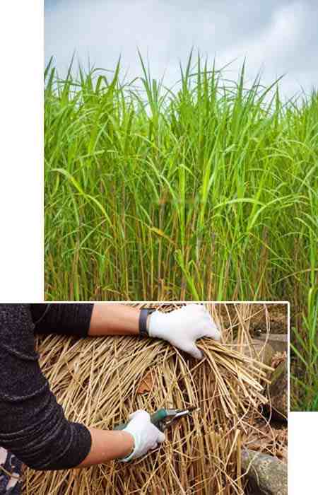 paillage-miscanthus-pas-cher