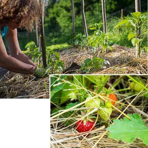 Paillage Jardin - Vente en ligne de paillage naturel pour les jardins