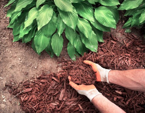 Sciure de bois pour paillage : découvrez à quoi ça sert !