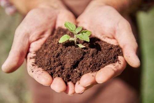 terreau-biologique-usages