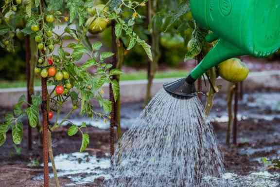 plantation-tomates-irrigation
