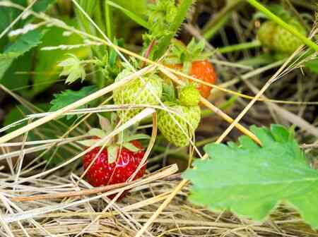 paillage-fraise-types