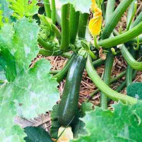 Des Courgettes : Quand Planter et Comment Cultiver