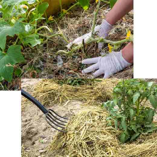 Toile de paillage : fonctionnement et mise en place - Jardindeco