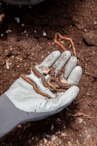 Où trouver des vers de compost ?