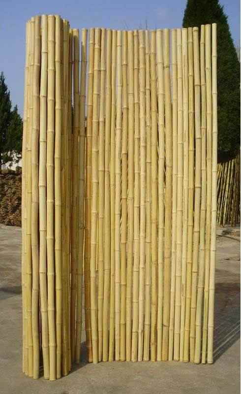 Canisse Bambou