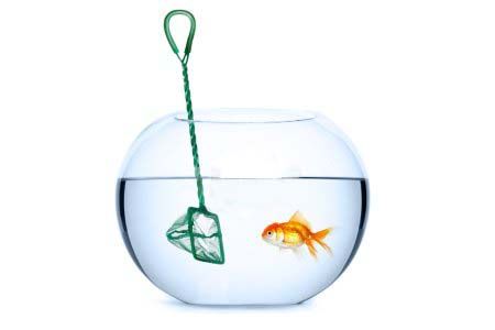 aquarium-design-poisson-rouge-achat