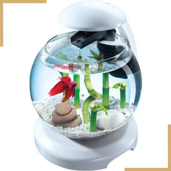 Aquarium Combattant : les meilleurs modèles et tous nos conseils