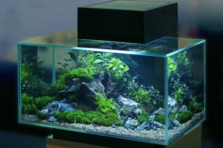 aquarium-debutant-achat
