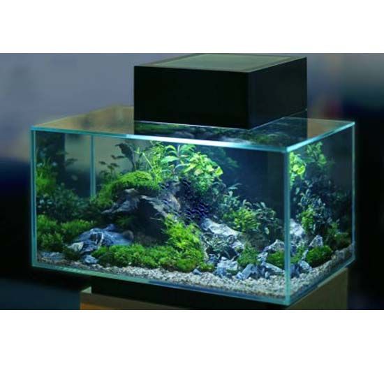 Quelle décoration pour un aquarium d'eau douce ?