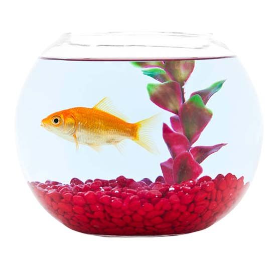 Aquarium eau douce : les meilleurs produits et nos conseils