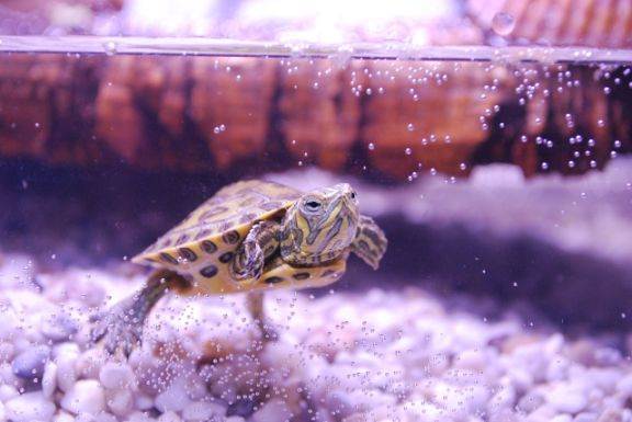 tortue-aquarium-eau-douce-achat
