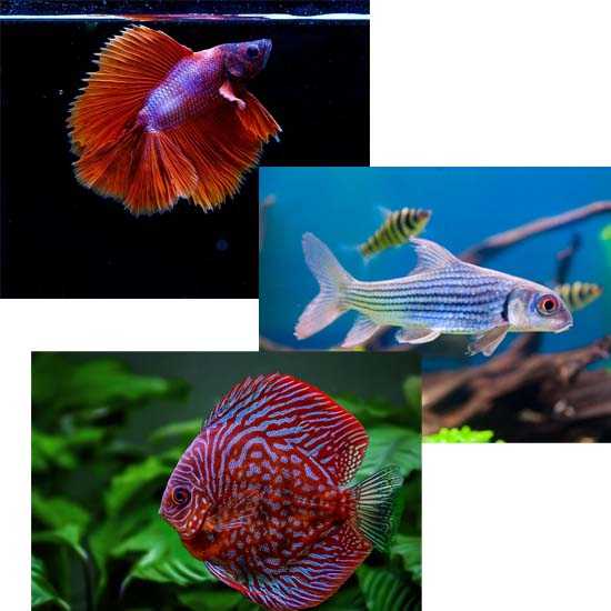 Aquarium eau douce : les meilleurs produits et nos conseils