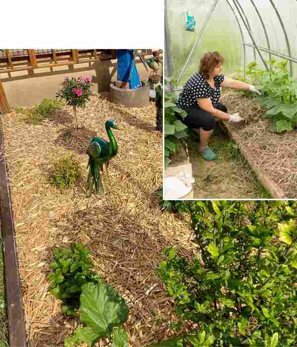 Chanvre, lin, miscanthus, l'importance d'un bon paillage dans le jardin  pour économiser de l'eau - NeozOne