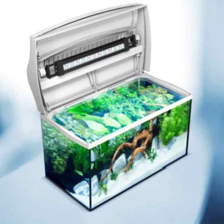 petit-aquarium-avec-accessoires