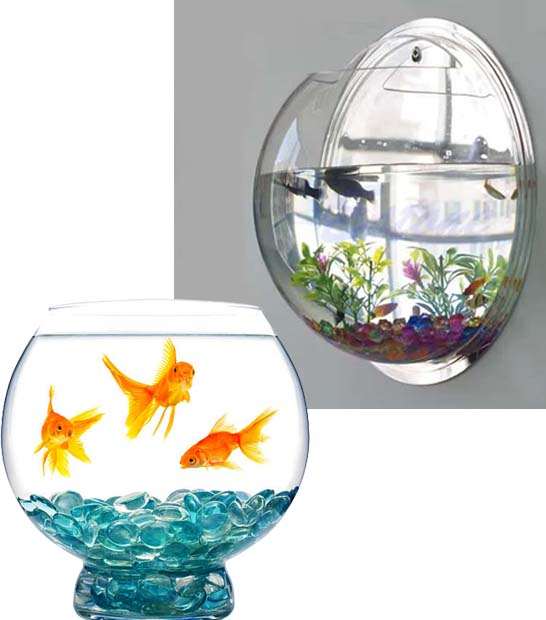 Petit aquarium