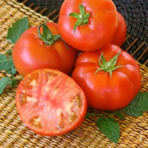 graine-de-tomates-achat