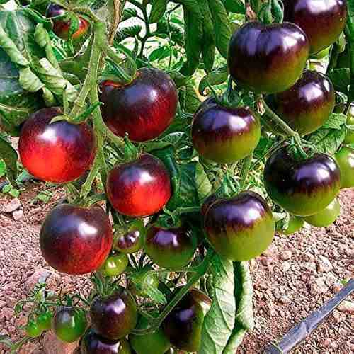 graine-de-tomates-anciennes-non-hybrides