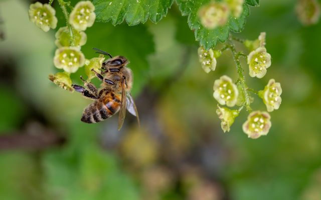 engrais-vert-pollinisation