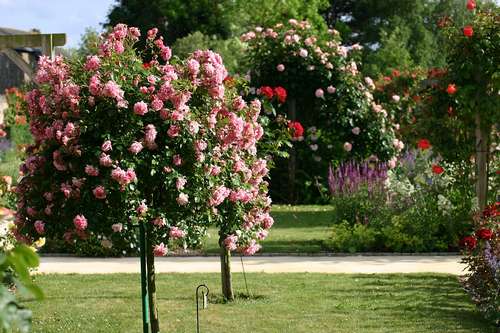 taille-rosier-buisson