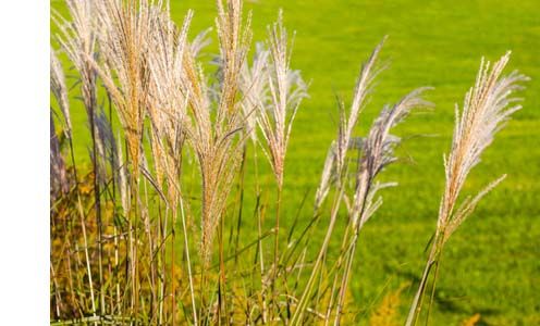 paillage-miscanthus-plante