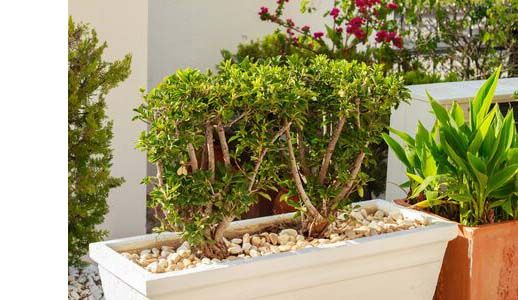paillage-mineral-plante-en-pot