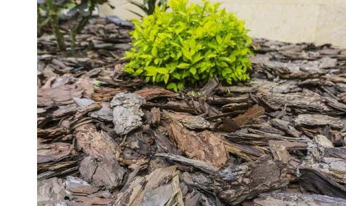 paillage-mineral-paillis-organique